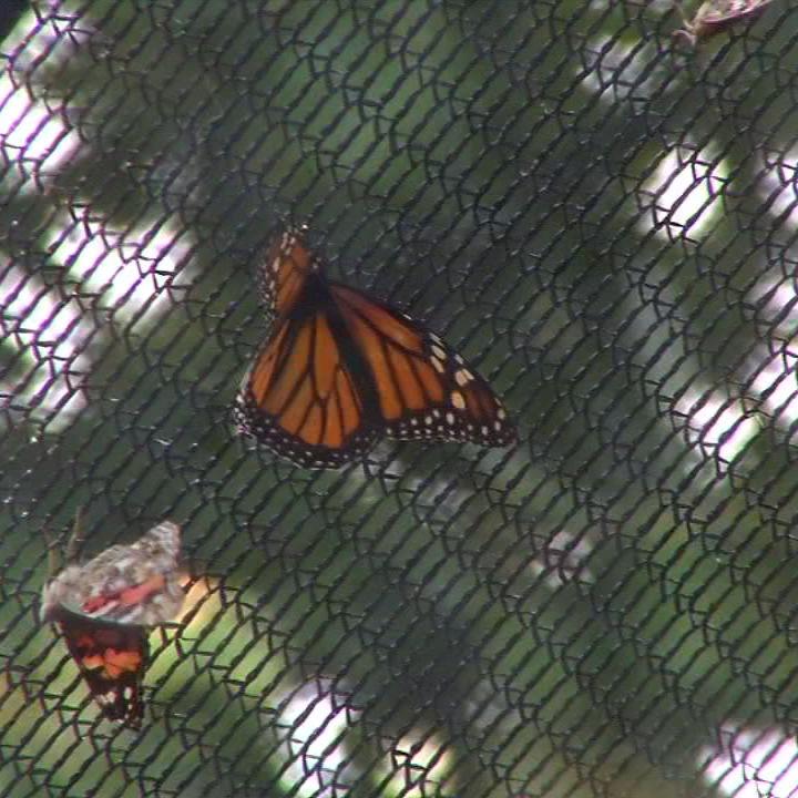 MONARCH FESTIVAL 10VO.transfer_frame_281.jpg